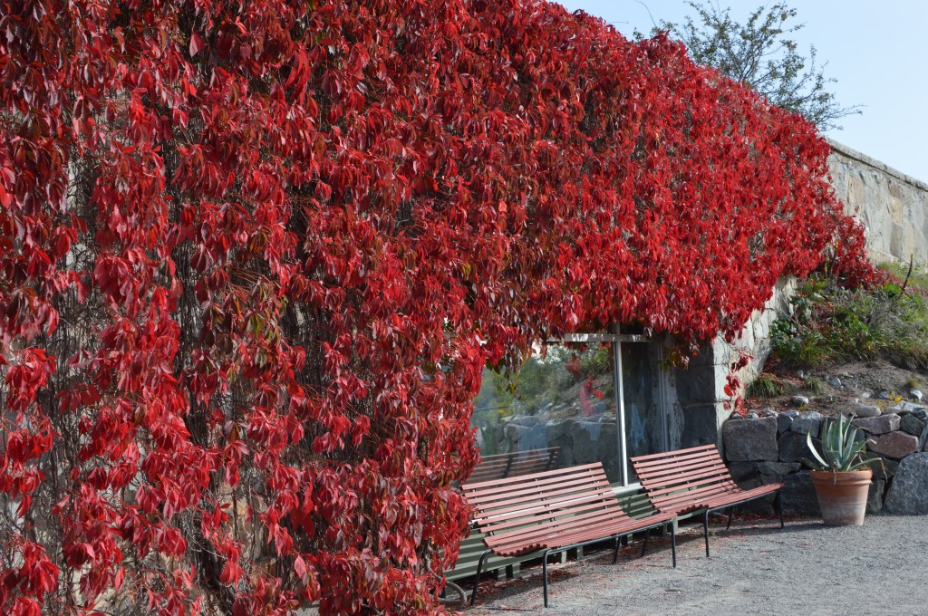 Autumn / Fall colours in Skansen, Stockholm